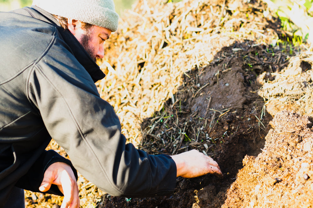 The Owner of Frantoio Grove - Patrick - Inspecting A Recently Turned Compost Pile For Signs of Decomposition and Life
