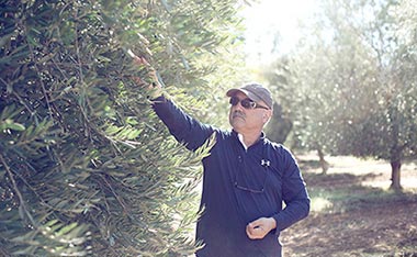 Albert Picking