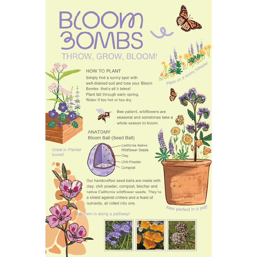 Bloom Bombs - Wildflower Seeds - Frantoio Grove