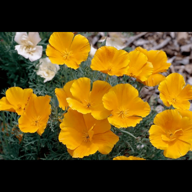 Bloom Bombs - Wildflower Seeds - Frantoio Grove