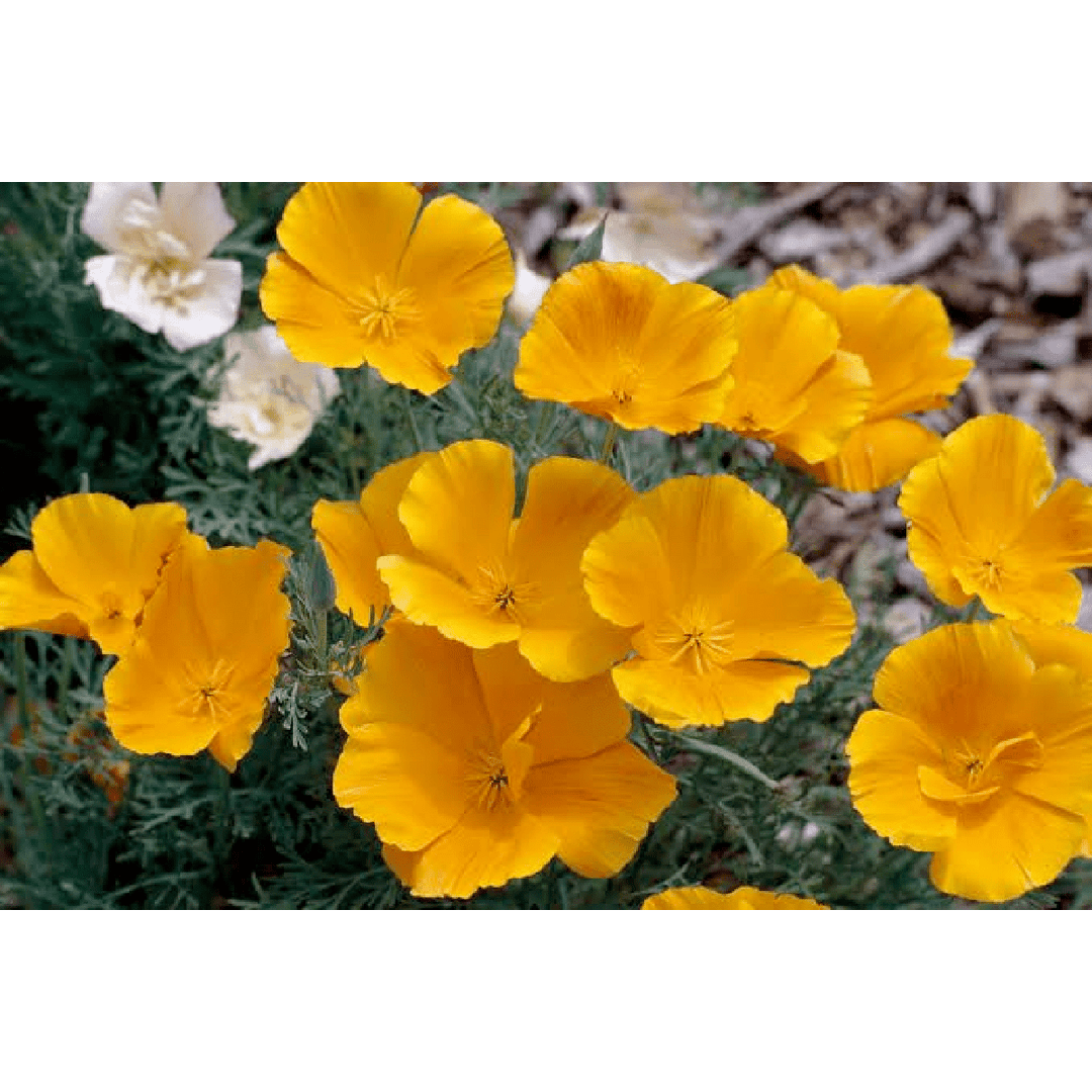 Bloom Bombs - Wildflower Seeds - Frantoio Grove