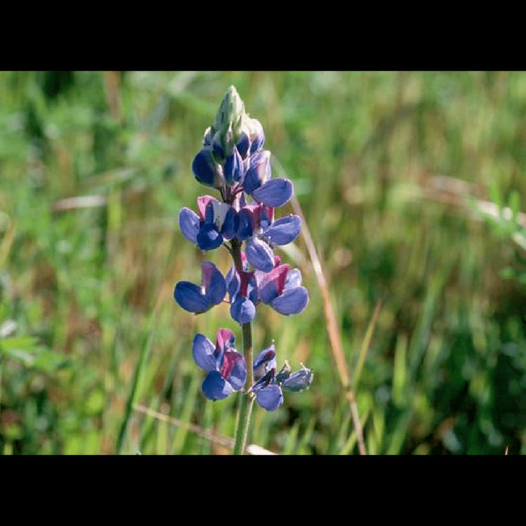 Bloom Bombs - Wildflower Seeds - Frantoio Grove