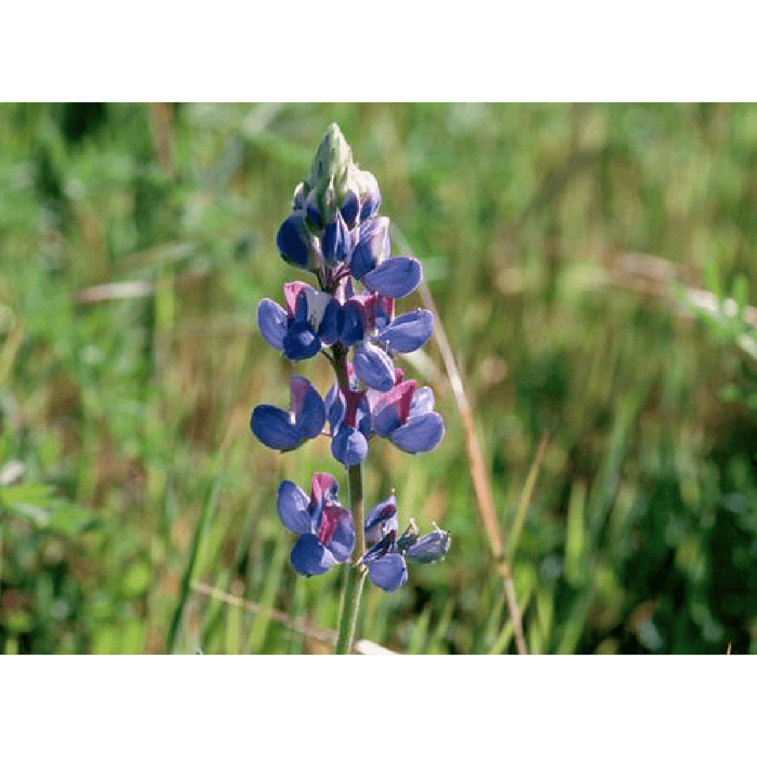 Bloom Bombs - Wildflower Seeds - Frantoio Grove