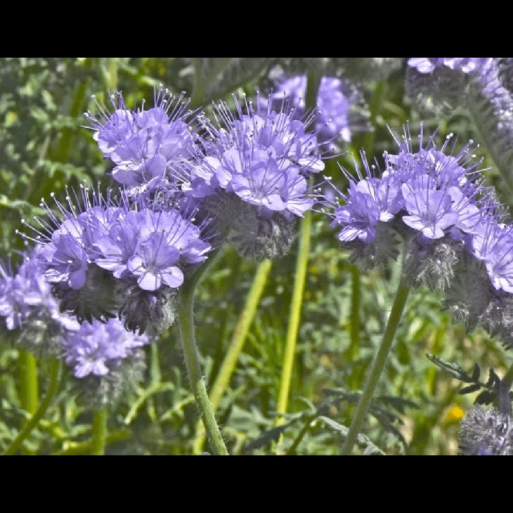 Bloom Bombs - Wildflower Seeds - Frantoio Grove
