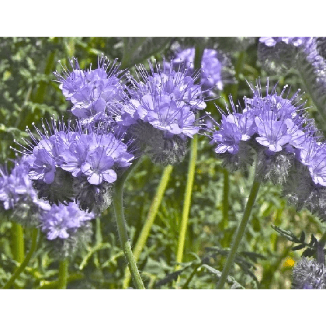 Bloom Bombs - Wildflower Seeds - Frantoio Grove