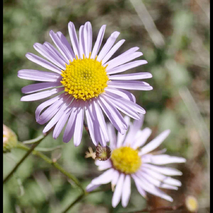 Bloom Bombs - Wildflower Seeds - Frantoio Grove