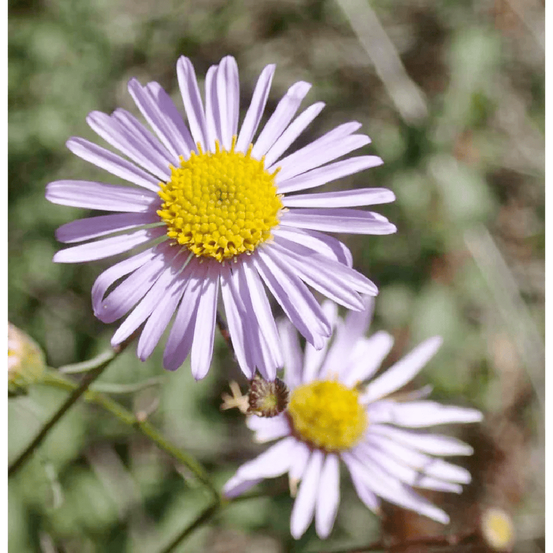 Bloom Bombs - Wildflower Seeds - Frantoio Grove