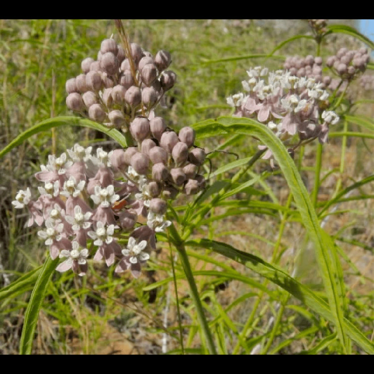 Bloom Bombs - Wildflower Seeds - Frantoio Grove