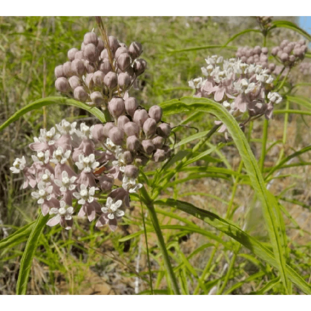 Bloom Bombs - Wildflower Seeds - Frantoio Grove