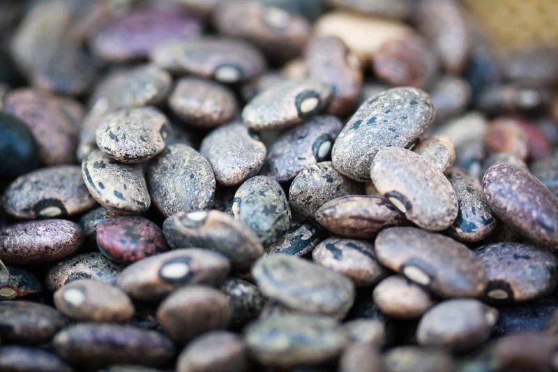Rancho Gordo - Moro - Heirloom Bean - Dry Beans - Frantoio Grove