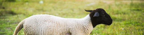 A Dorper Sheep - a breed of hair sheep - grazes peacefully on our farm. Their white bodies and black heads are adorable and distinctive