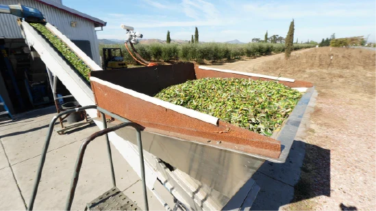 A Hopper Loaded with freshly picked green olives, waiting to be crushed and turned into cold pressed extra virgin olive oil