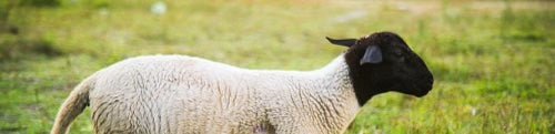 How Sheep Support Regenerative Agriculture in Our Orchard - Frantoio Grove