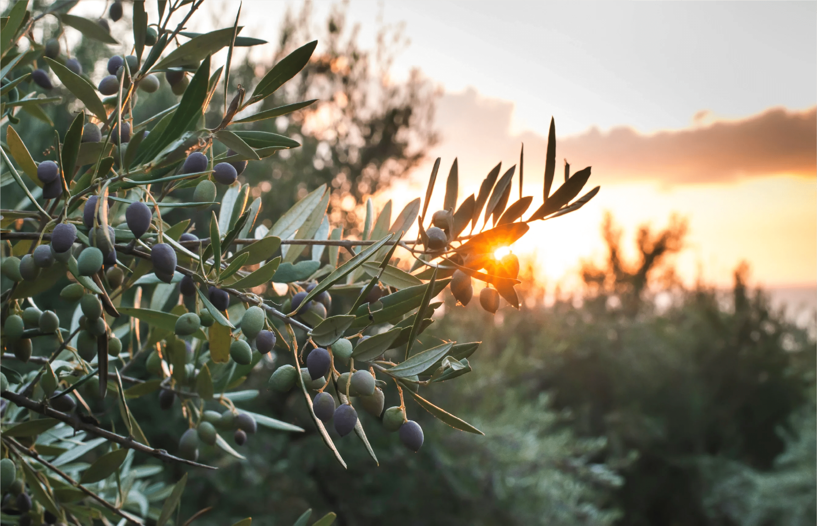Is Olive Oil A Seed Oil - Frantoio Grove