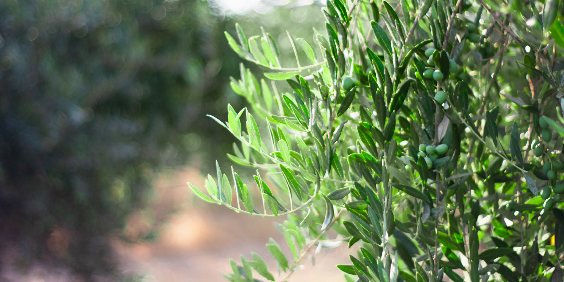 A Photo of the new shoots emerging from our olive trees. A light minty-green color indicates rapid growth normally seen in early spring.