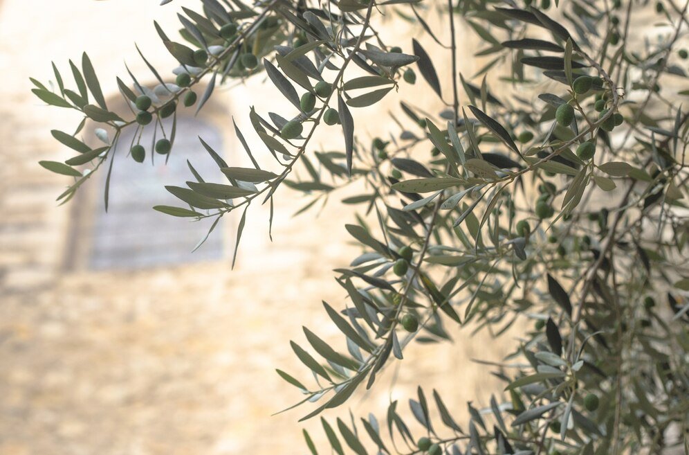 Oleuropein, Hydroxytyrosol, and Oleocanthal: A Guide to Olive Oil Polyphenols - Frantoio Grove
