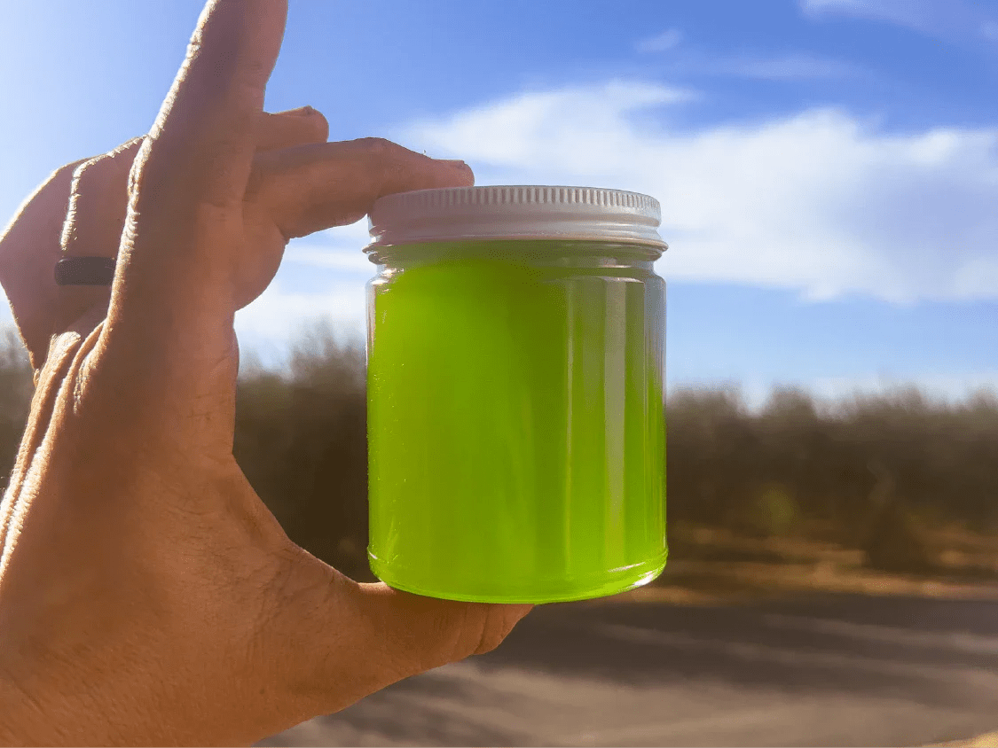 Why Olio Nuovo Tastes So Fresh (And Why It Doesn’t Last Long) - Frantoio Grove