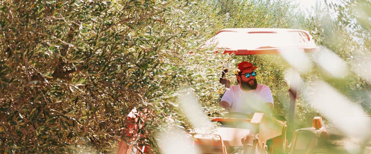 Olive harvest at Frantoio Grove