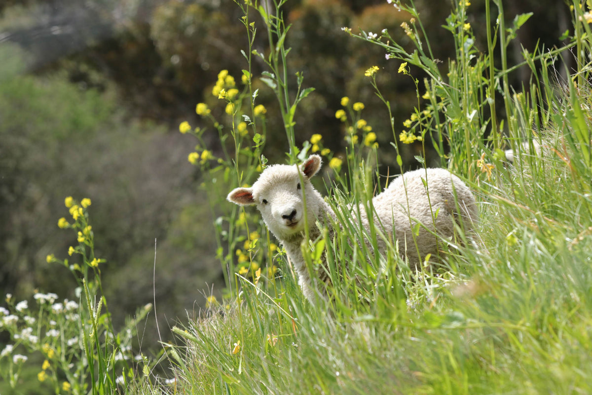 A sheep among tall green plants and yellow flowers.
