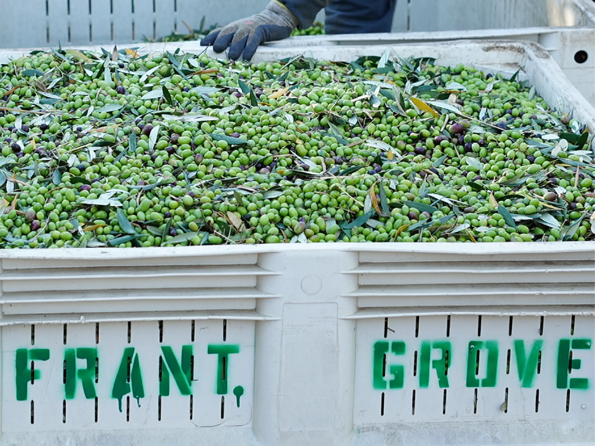 Freshly harvested green olives in a Frantoio Grove harvest bin