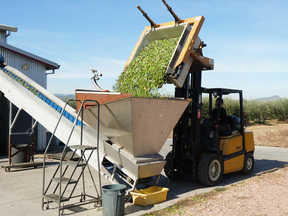 Harvest bin tipping olives into the mill hopper
