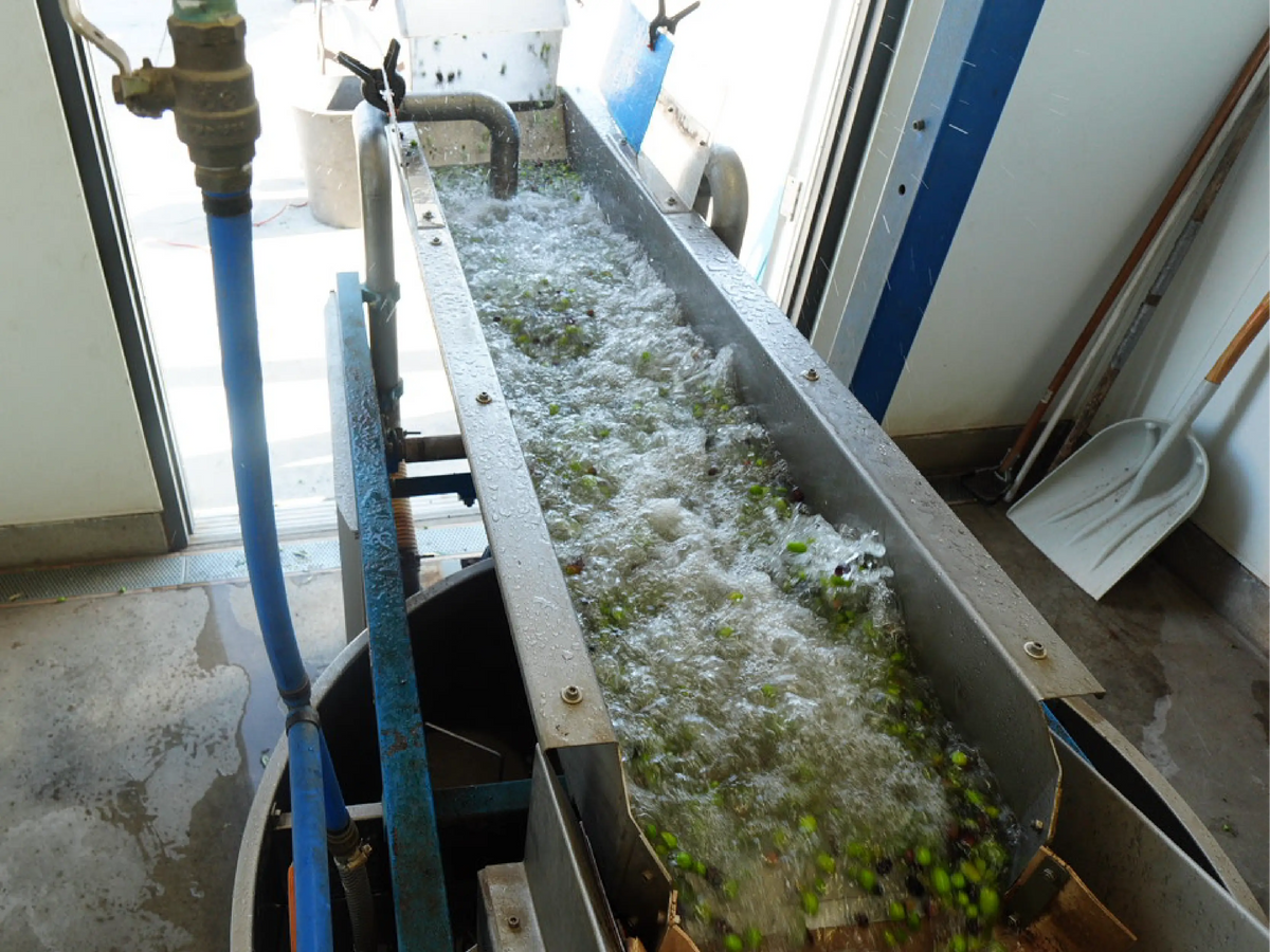 Olives moving through an air-agitated wash bath