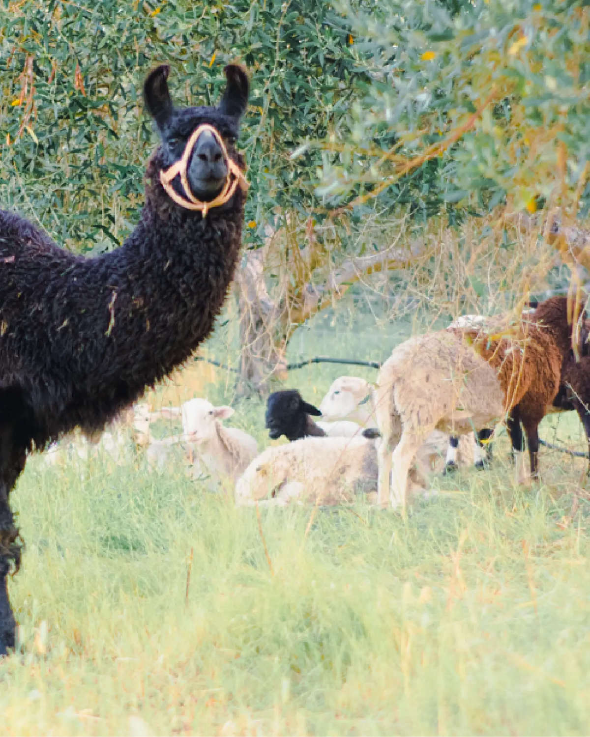 Life in the orchard at Frantoio Grove