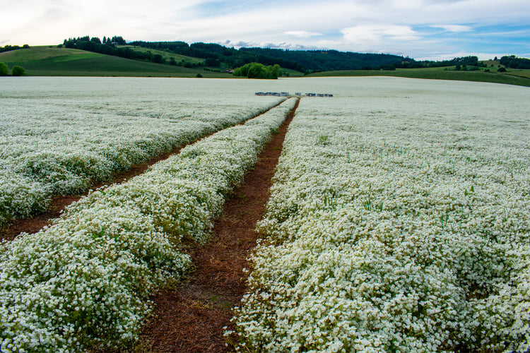 An Image OF a Field Of Meadowfoam In Bloom