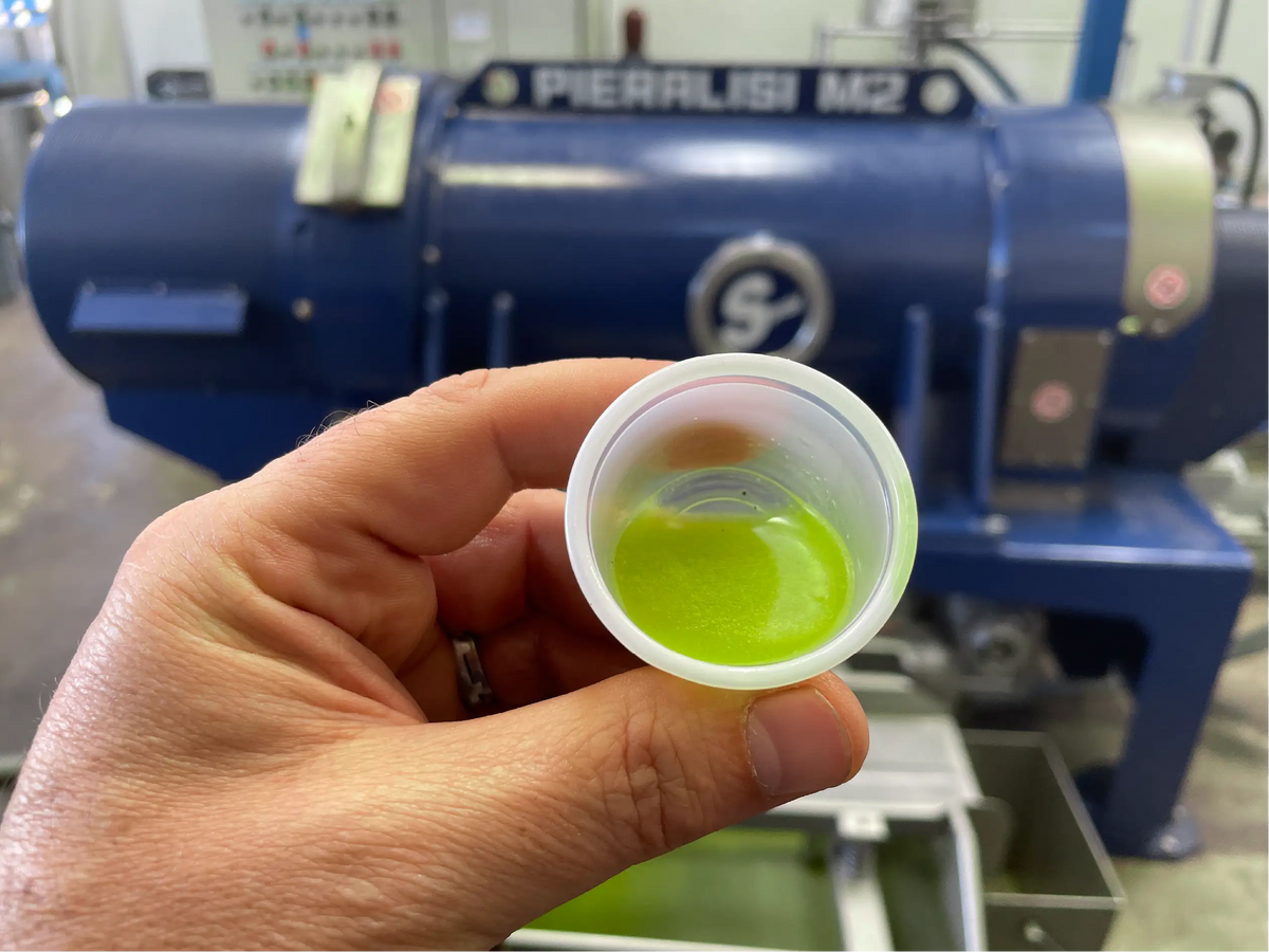 Freshly milled olive oil in a tasting glass