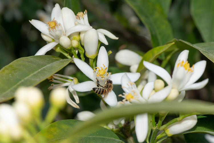 An Image Of A Bee Browsing On A California Orange Blossom