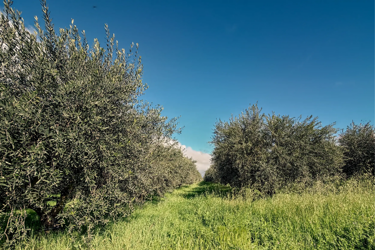 Olive orchard and surrounding hills in San Martin