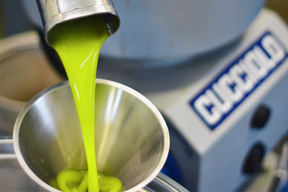 Fresh green olive oil flowing from the separator at the mill