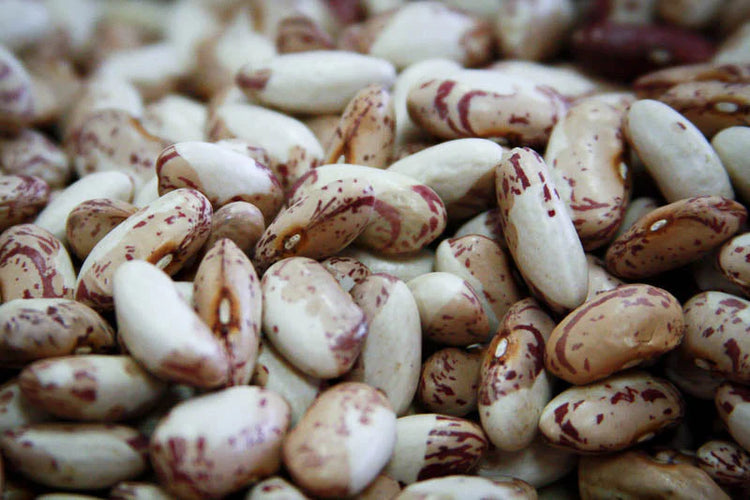A close up picture showing the Snowcap beans, which are light brown and cream colored with burgundy markings.