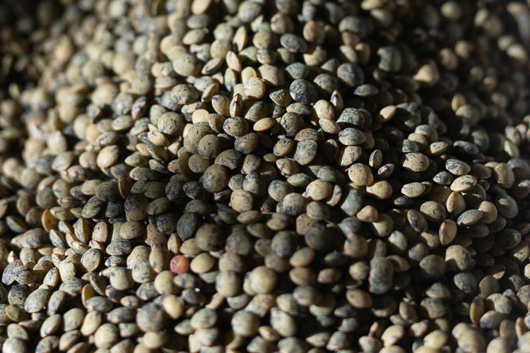 A Close Up Shot Showing The French Green Lentils, Their lightly mottled texture and rich green color.