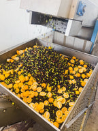 Meyer Lemon Аgrumаtо Style Oil - KATZ Farm Collaboration - Olive oil - Frantoio Grove