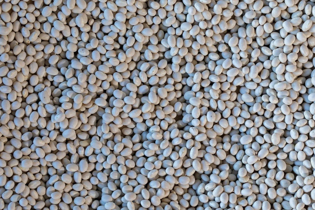 Rancho Gordo - Alubia Blanca - Heirloom Bean - Dry Beans - Frantoio Grove