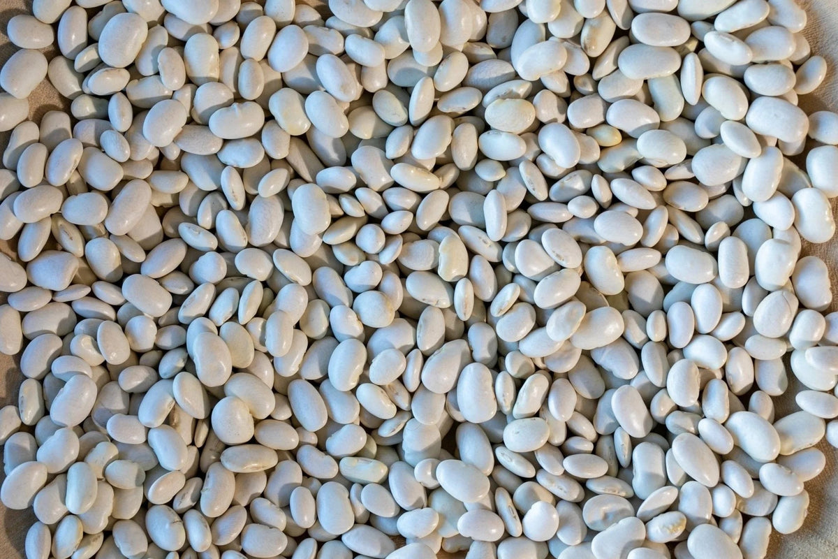 Rancho Gordo - Ayocote Blanco - Heirloom Bean - Dry Beans - Frantoio Grove
