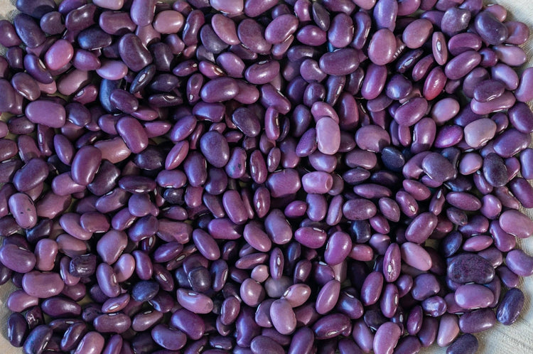 Rancho Gordo - Ayocote Morado - Heirloom Bean - Dry Beans - Frantoio Grove