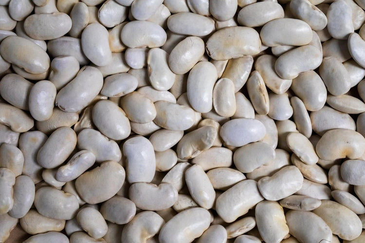 Rancho Gordo - Royal Corona - Heirloom Bean - Dry Beans - Frantoio Grove
