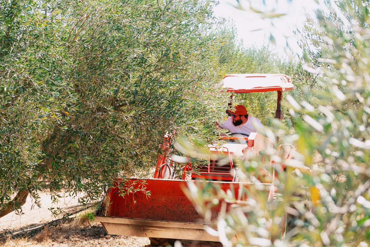Tractor among the olive rows