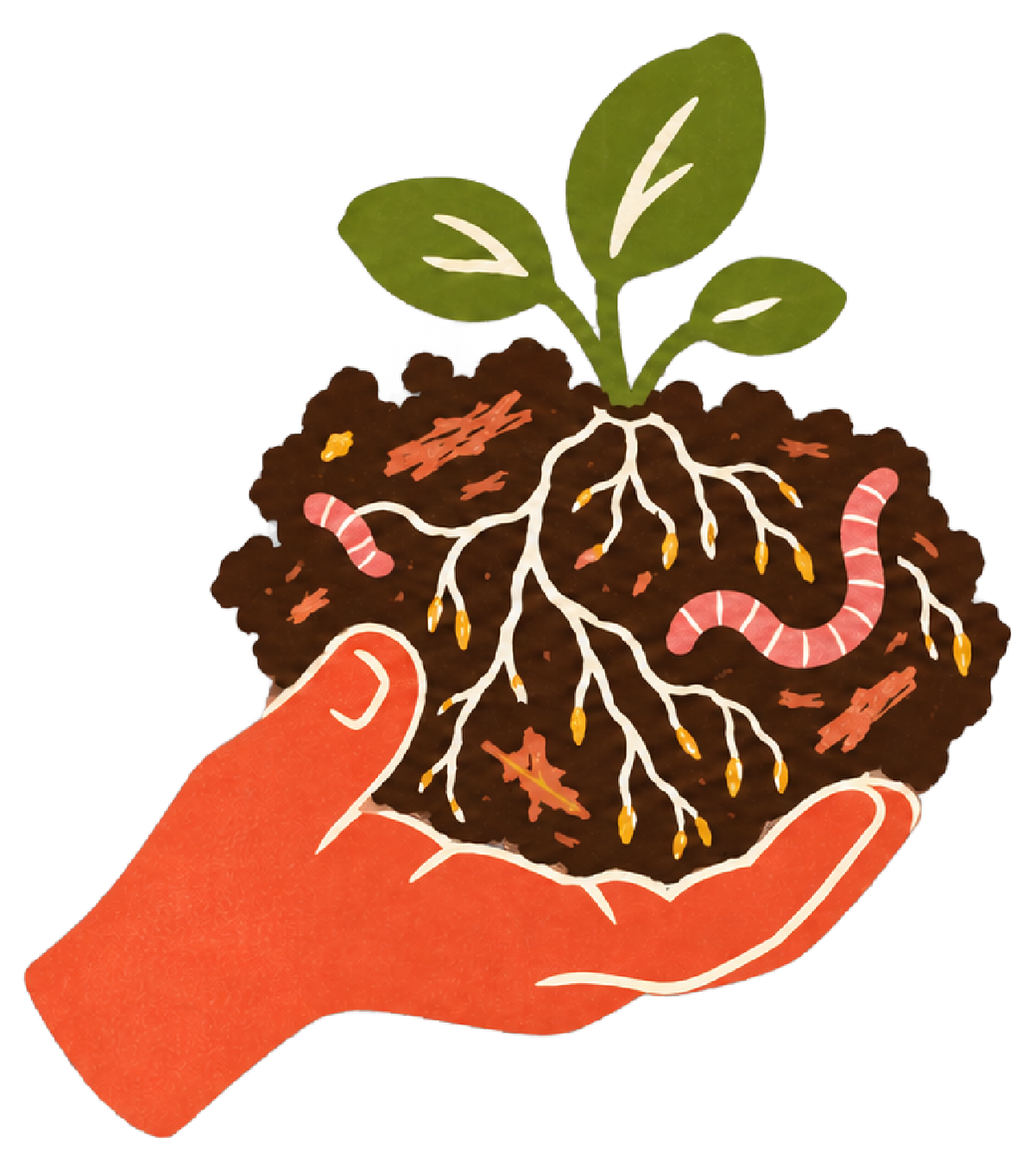 Hand holding living soil with olive seedling